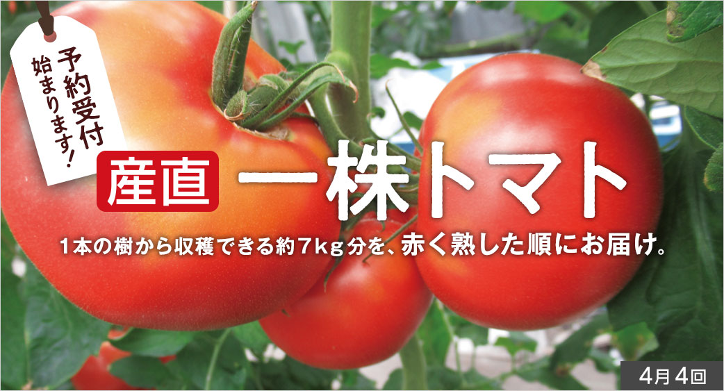 産直一株トマト