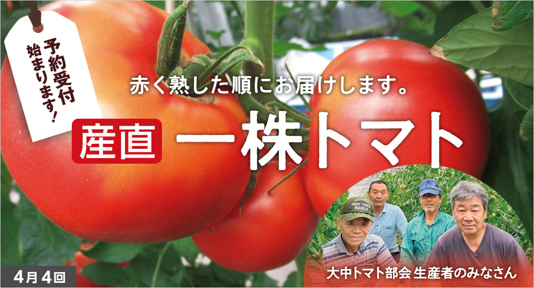 産直一株トマト