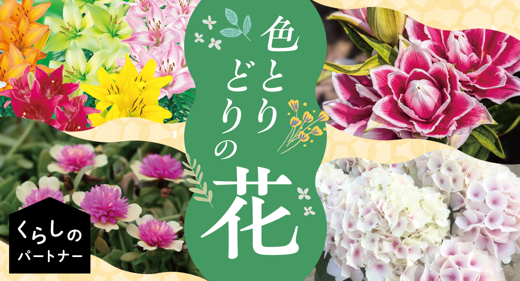 くらぱ