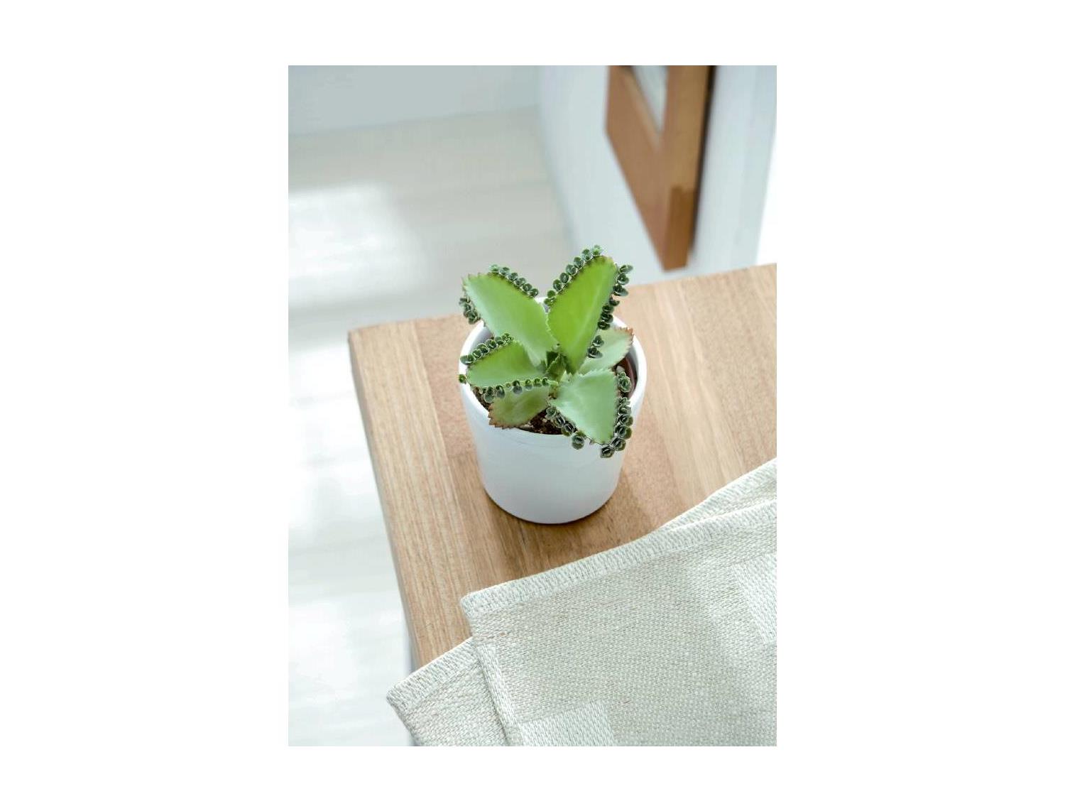 いずみ市民生協 5月2回 スマートフォン 商品詳細 多肉植物 子宝弁慶草 いずみ市民生協 5月2回 スマートフォン 商品詳細 多肉植物 子宝弁慶草