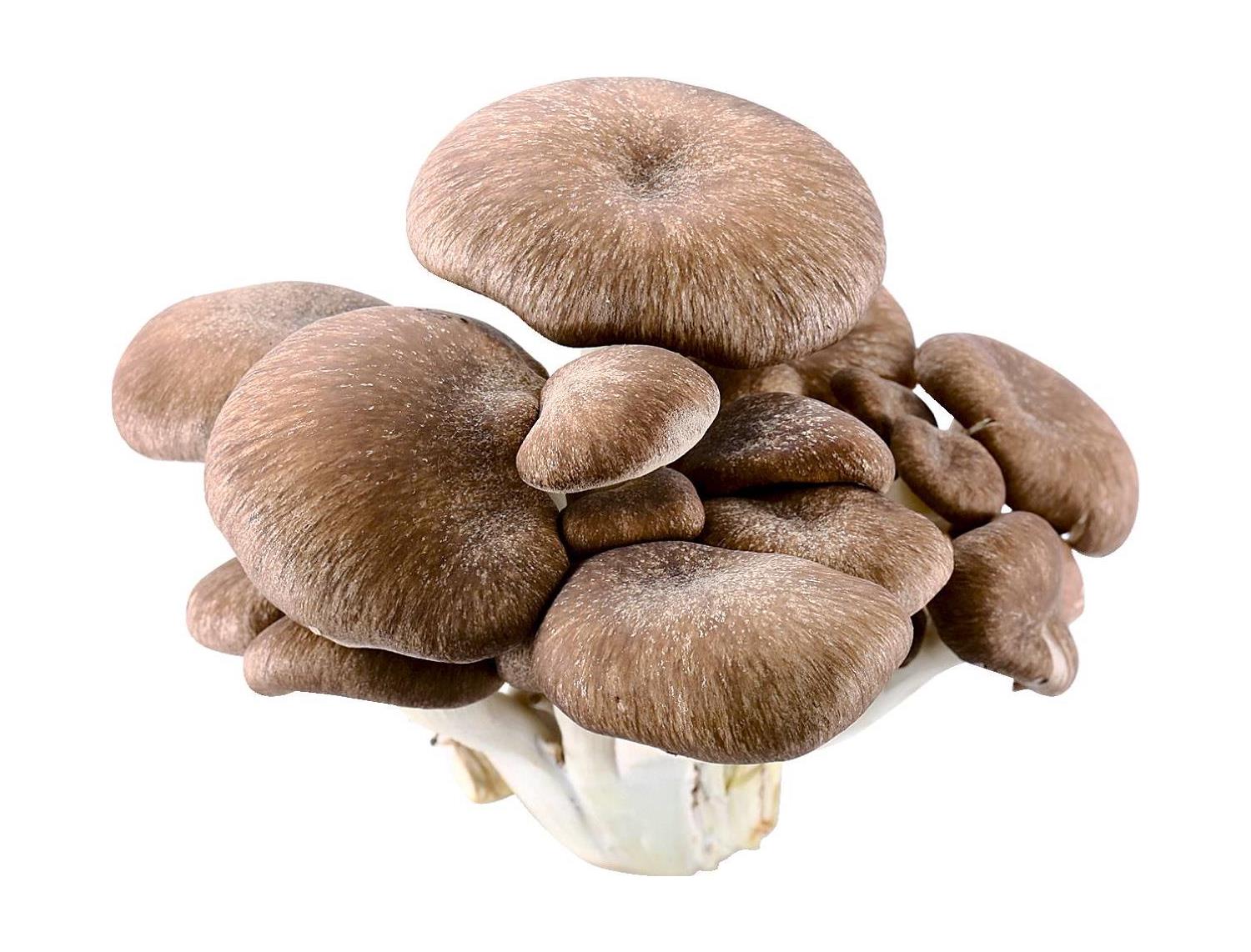 いずみ市民生協 6月4回 スマートフォン 商品詳細 霜降りひらたけ いずみ市民生協 6月4回 スマートフォン 商品詳細 霜降りひらたけ