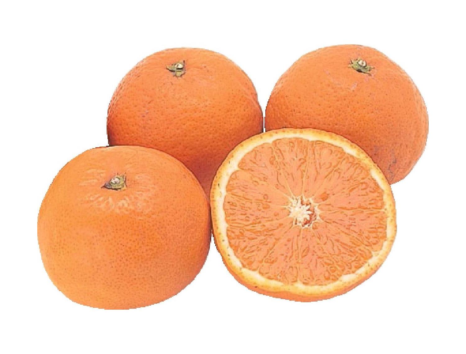 【ふぞろい】紀南の木熟清見オレンジ