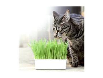 おうちで育てる　猫の生野菜　４回分