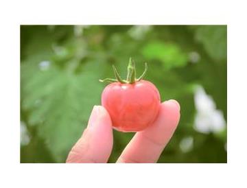※画像はイメージです。