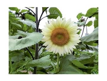 ※画像はイメージです。