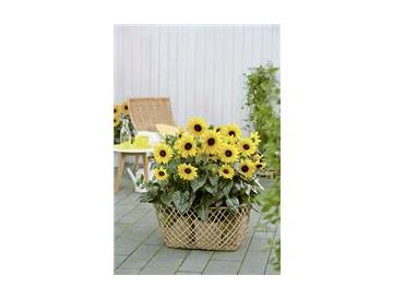 鉢植えイメージ※画像はイメージです。