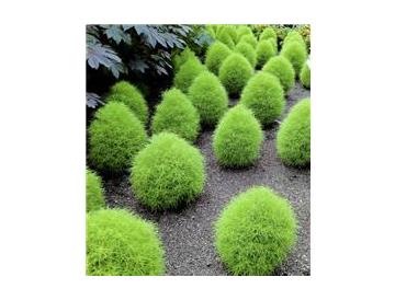 春の新緑※画像はイメージです。