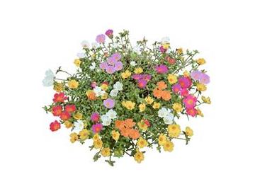 ７色を１つのポットに植え込んでいます。※画像はイメージです。
