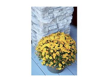 ※画像はイメージです。