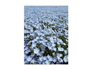 インシグニスブルー※画像はイメージです。