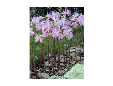 ※画像はイメージです。