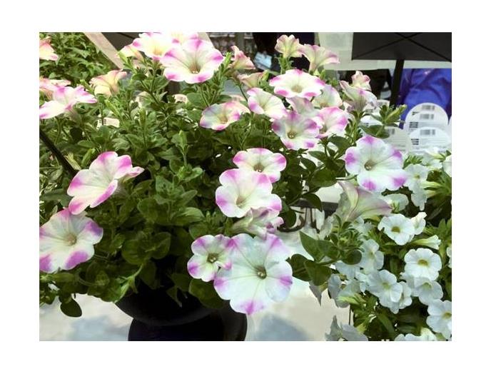 ｅ園芸名人　花鮮やかに咲く土