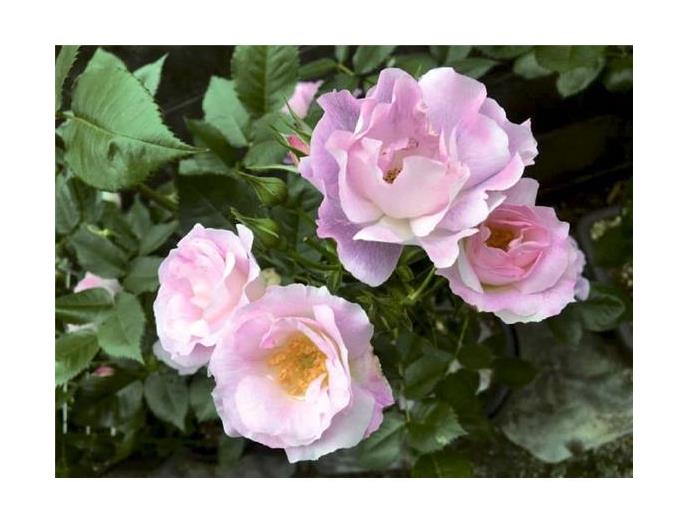 ｅ園芸名人　花鮮やかに咲く土