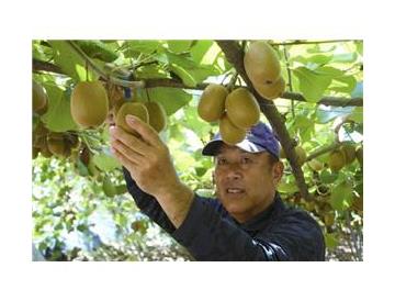 生産者の原さん