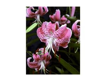 ※画像はイメージです。