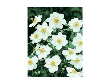 白花※画像はイメージです。