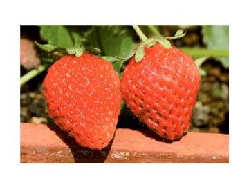 宝交早生※画像はイメージです。