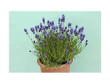 ※画像はイメージです。