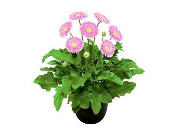 ※画像はイメージです。