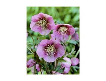 ※画像はイメージです。