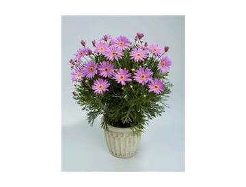 ※画像はイメージです。