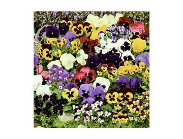 ※画像はイメージです。