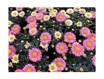 ※画像はイメージです。