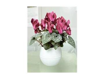 ※画像はイメージです。