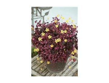 ※画像はイメージです。