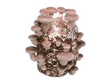 （大きさの目安）約１３ｃｍ　　約１５ｃｍ※画像はイメージです。