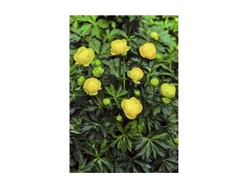 ※画像はイメージです。