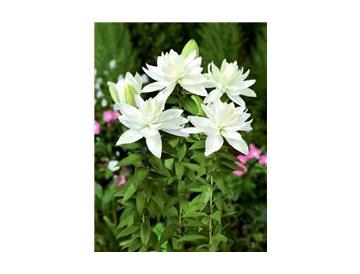 ※画像はイメージです。