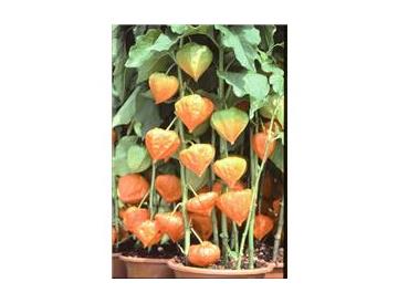 ※画像はイメージです。