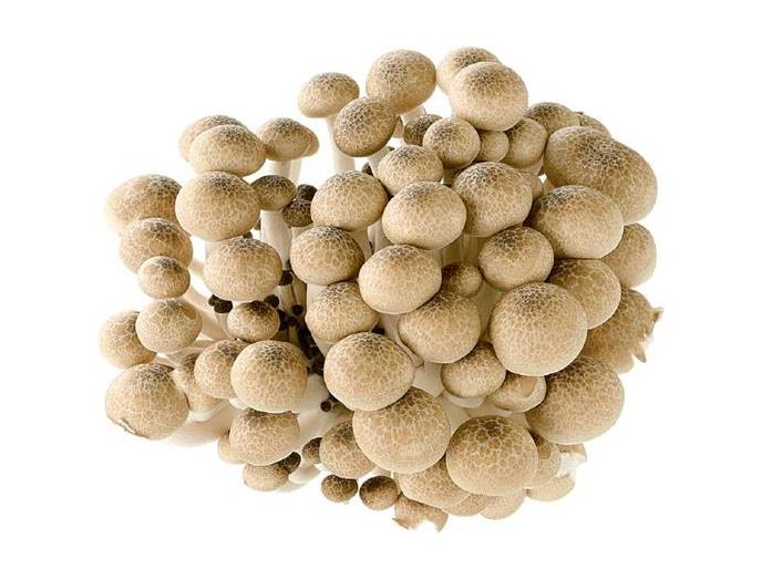 ぶなしめじ（一株）