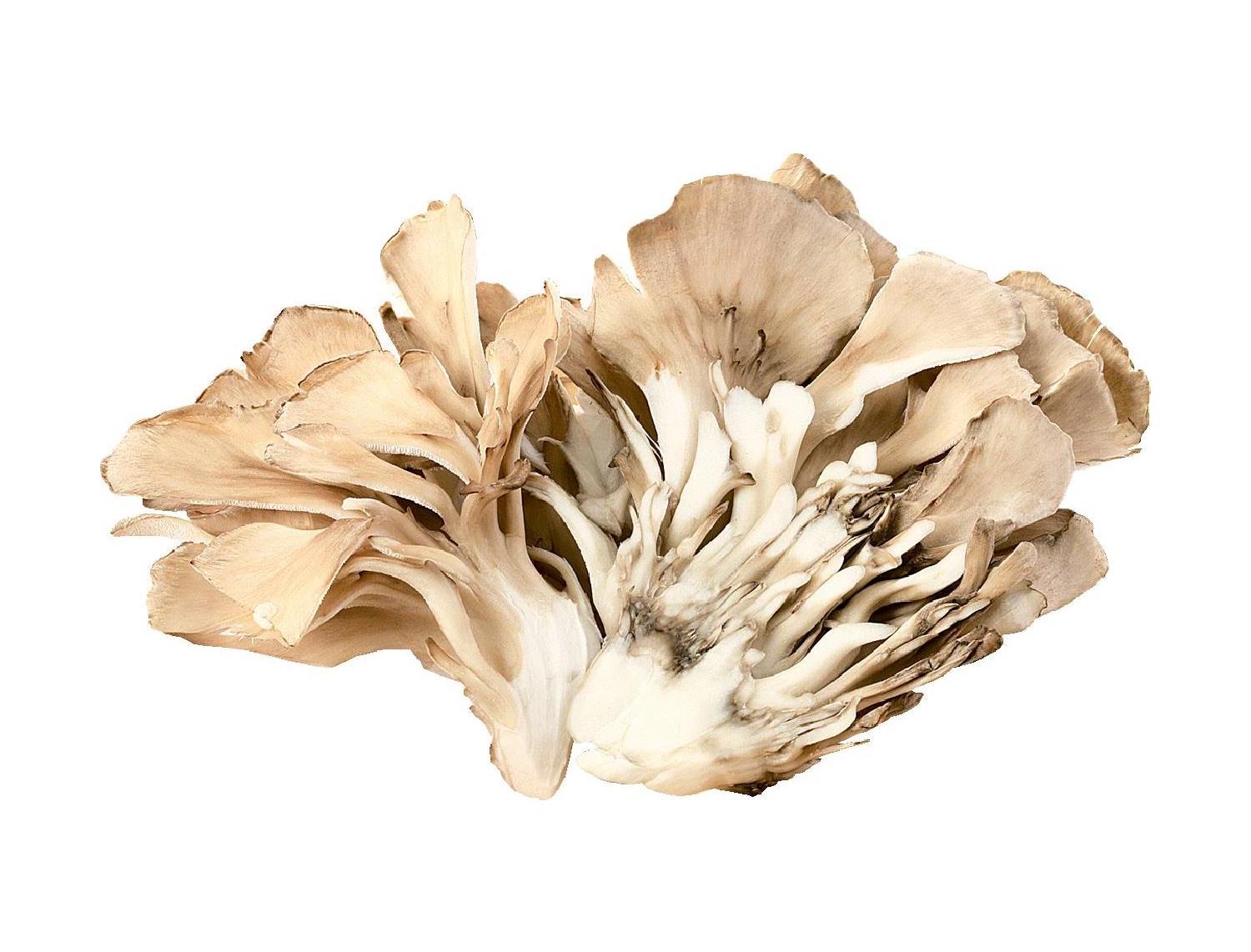 京都生活協同組合 12月1回（スマートフォン） 商品詳細 雪国