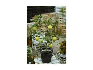 ※画像はイメージです。