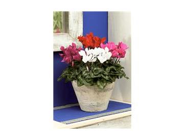 ※画像はイメージです。