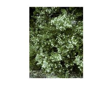 庭植えイメージ※画像はイメージです。