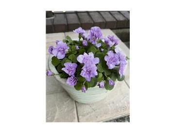 ※画像はイメージです。