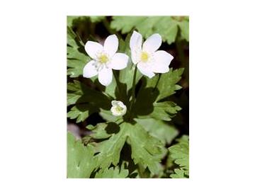 ※画像はイメージです。