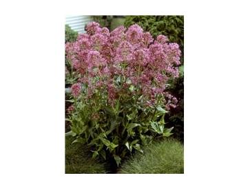 ※画像はイメージです。