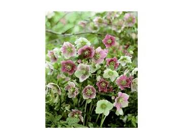 ※画像はイメージです。