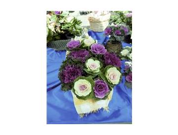 葉牡丹４ポットを寄せ植えしたイメージです。※画像はイメージです。