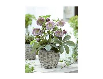 ※画像はイメージです。