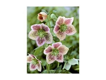 ※画像はイメージです。