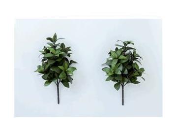 お墓・仏壇用　しきみ