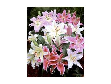 ※画像はイメージです。