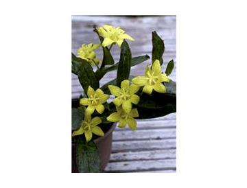 ※画像はイメージです。