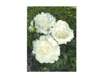 ※画像はイメージです。