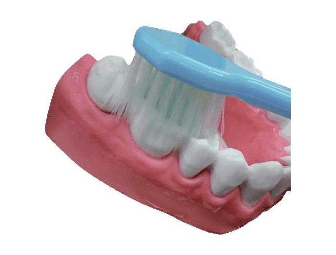 ｅ田辺一郎の「磨きやすい」歯ブラシワイドタイプ